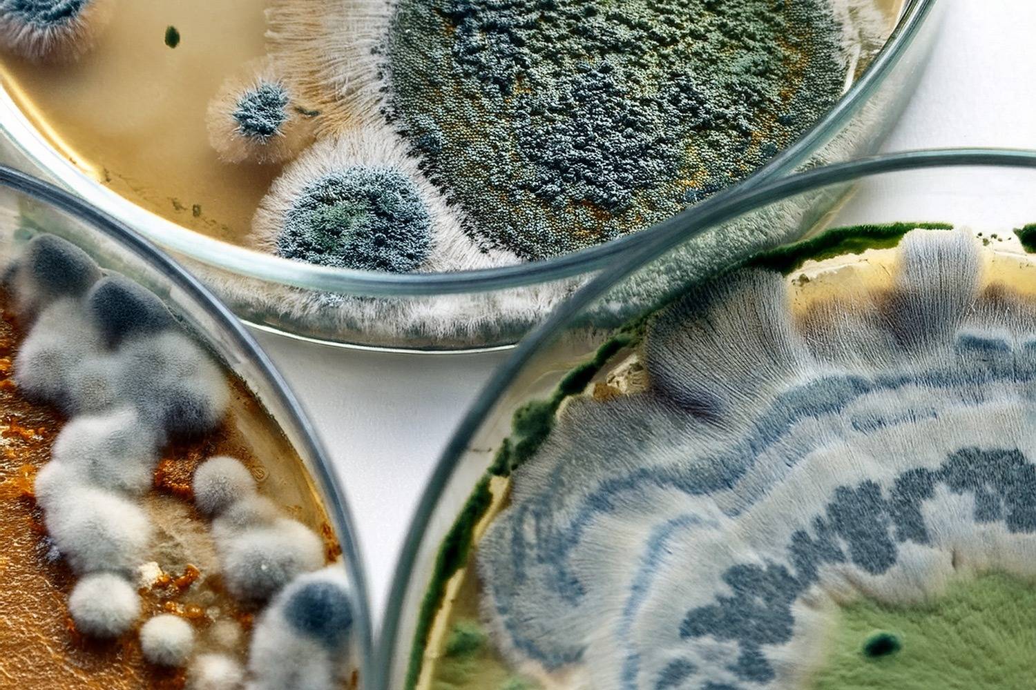 Mold 101: What You Need To Know